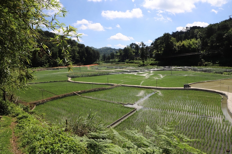 岩鷹山村稻田一角。