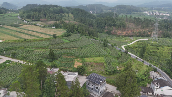 大路镇鲜食玉米种植基地一角。任涛拍摄
