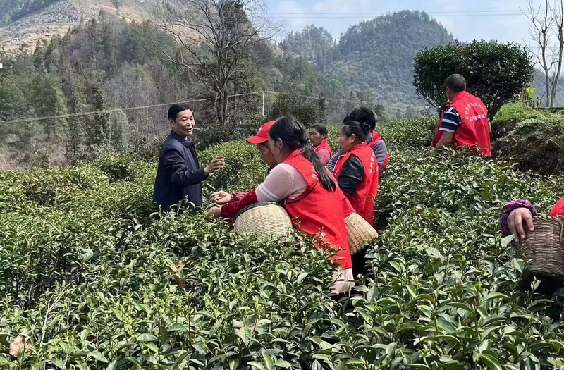 新景鎮姚溪村村民正在採茶。
