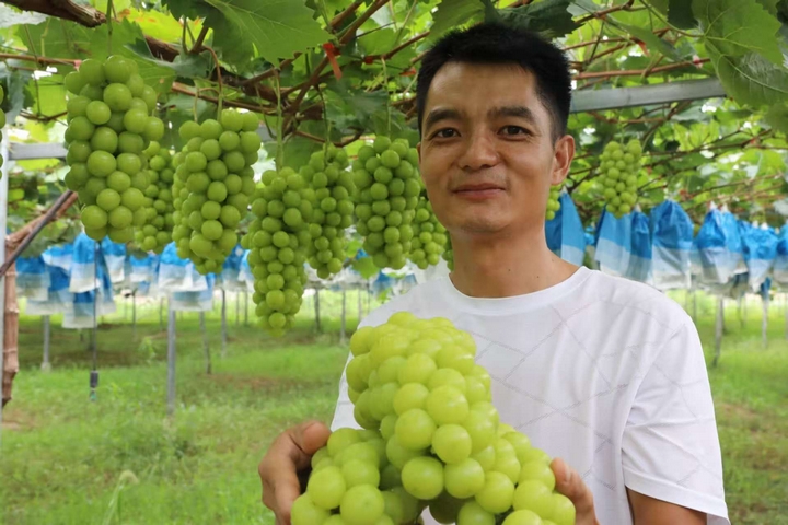 挂满架子的葡萄。普觉政府供图