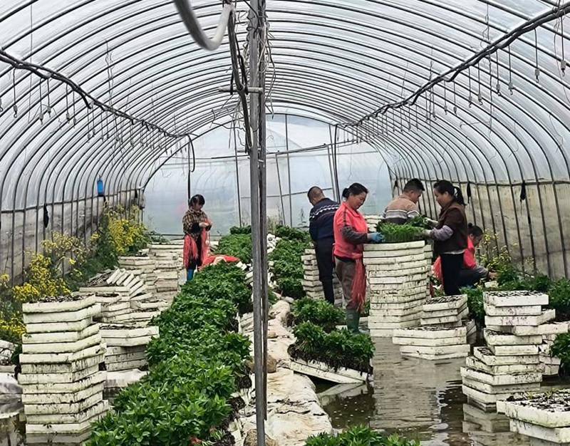 零工人员在种植基地务工。