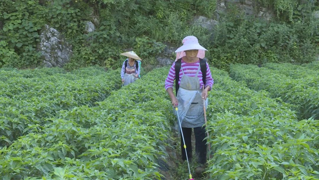 譙家鎮四季果蔬農民專業合作社辣椒基地工人在管護辣椒。
