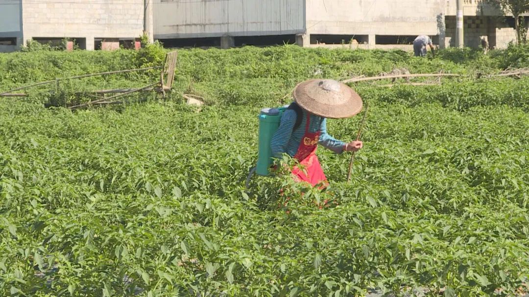 譙家鎮四季果蔬農民專業合作社辣椒基地工人在管護辣椒。