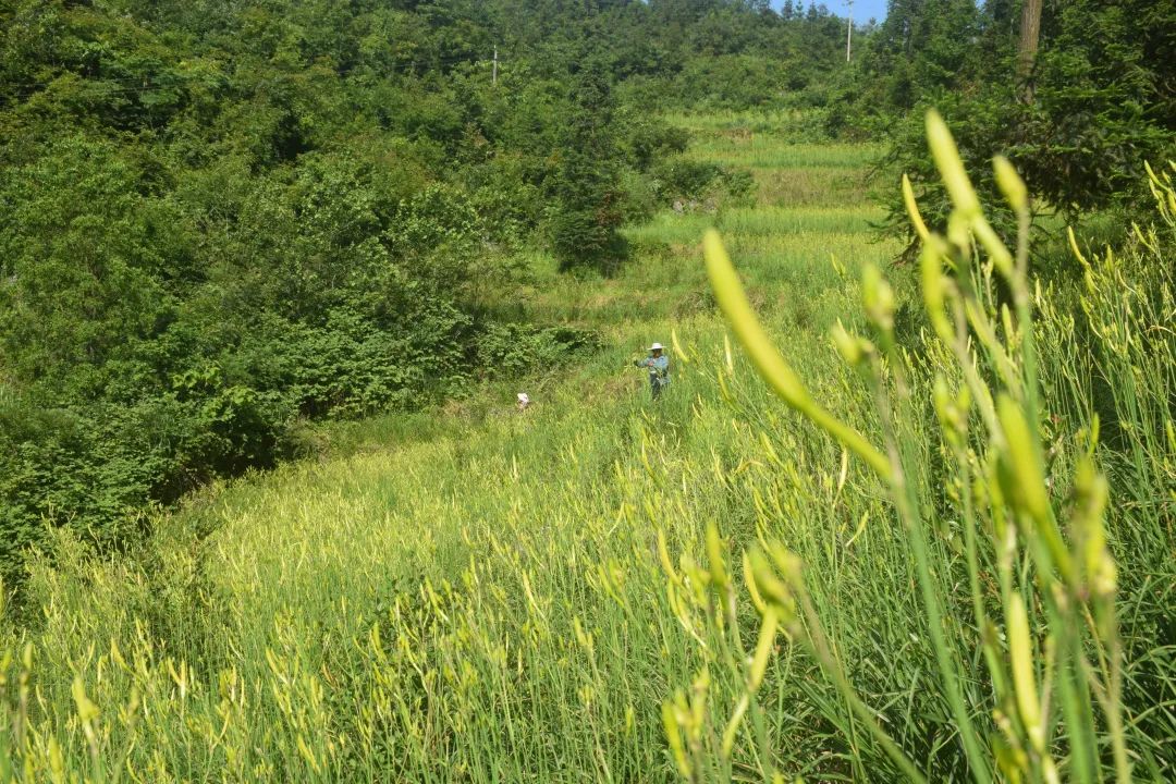 龙山村黄花产业基地工人采摘黄花。