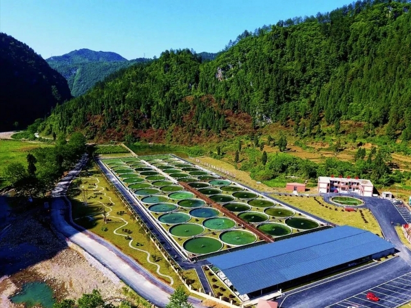 江口县生态茶园。