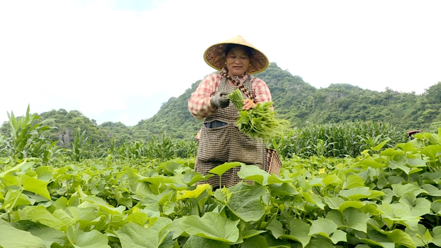 圖為村民正在掐採佛手瓜尖。