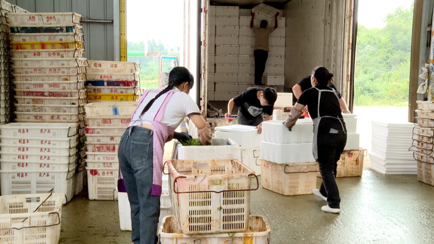 3 圖為冷鏈物流中心裡，工人們正圍著剛運到的佛手瓜尖進行分揀、裝箱和搬運