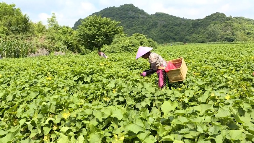 圖為村民正在掐採瓜尖。