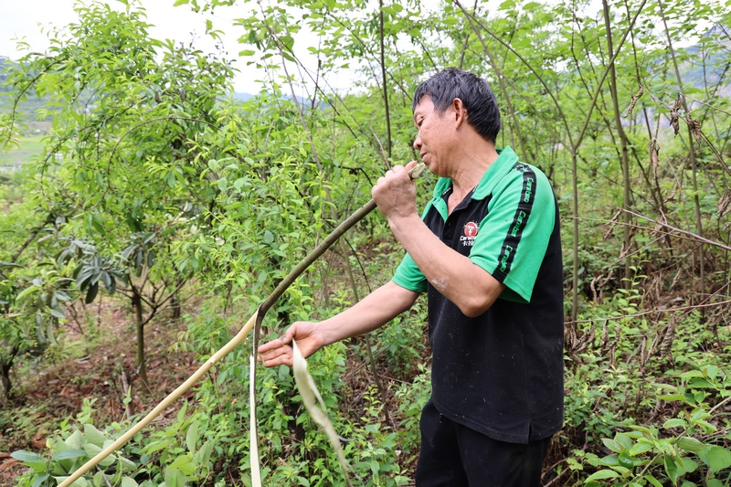 任廷龍在山上採集造紙的原材料構樹皮.
