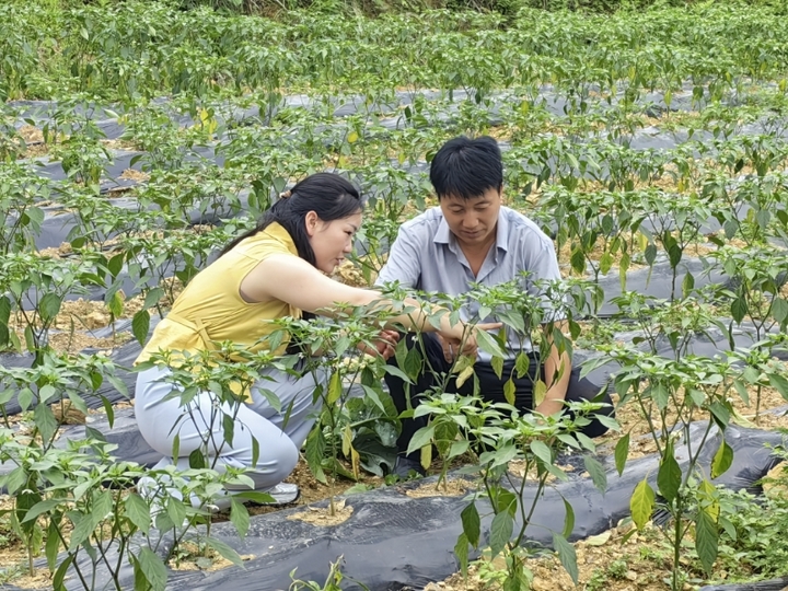 石阡县花桥镇农技干部梁世玉正在指导种植大户鲁廷林开展辣椒管护。.jpg