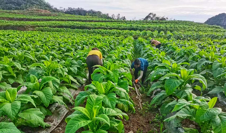 江口县明星村烤烟产业。.jpg