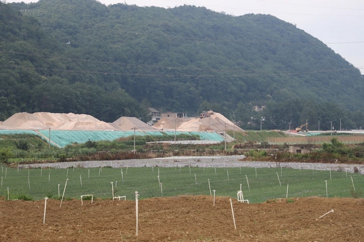 香葱种植基地.jpg