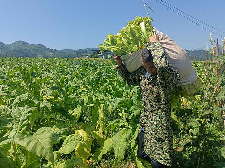 良村鎮吼灘村村民趙厲勤頂著烈轉運新摘煙葉。胡倩 攝