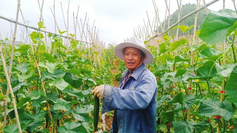 西秀區蔡官鎮：產業鋪就致富路。