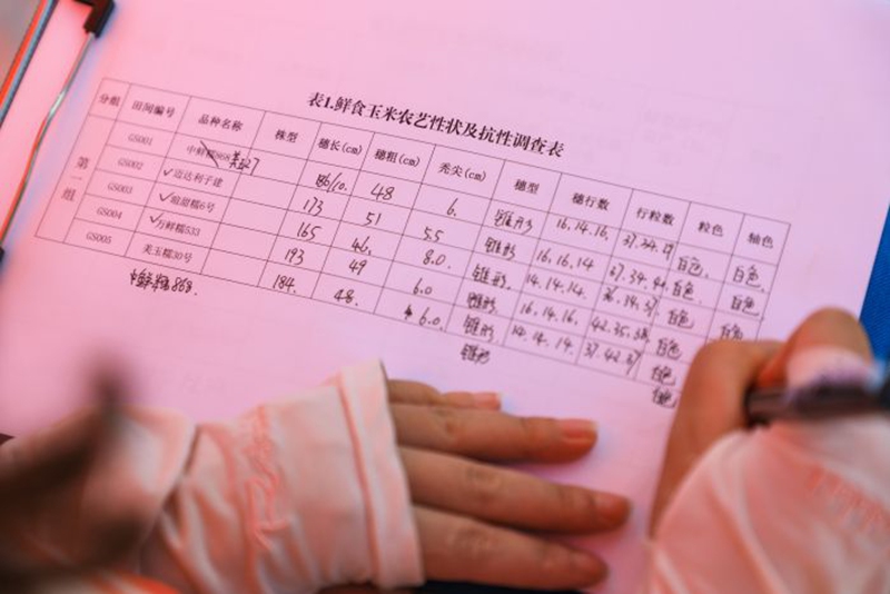 工作人员仔细记录鲜食玉米的测量数据。