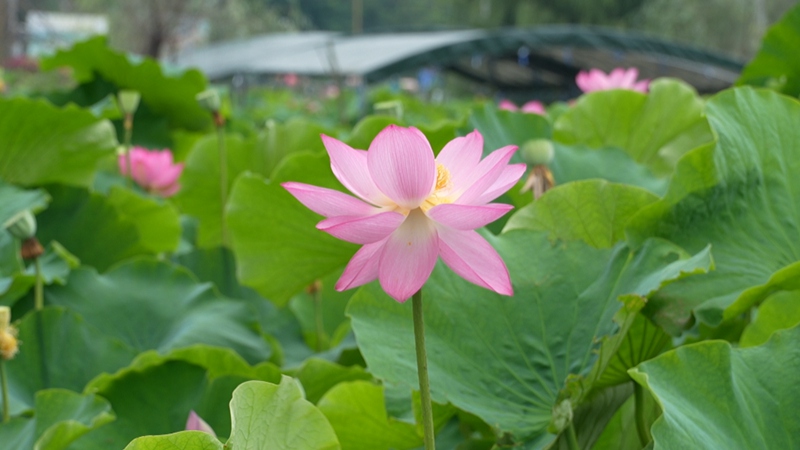 十里荷廊荷花绽放。