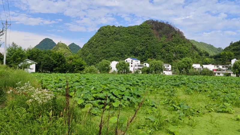 羊场村。