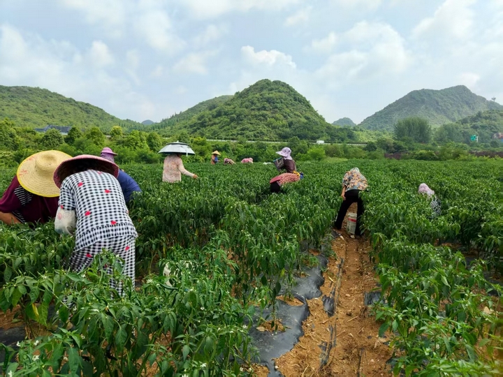 村民们在采摘小山椒。