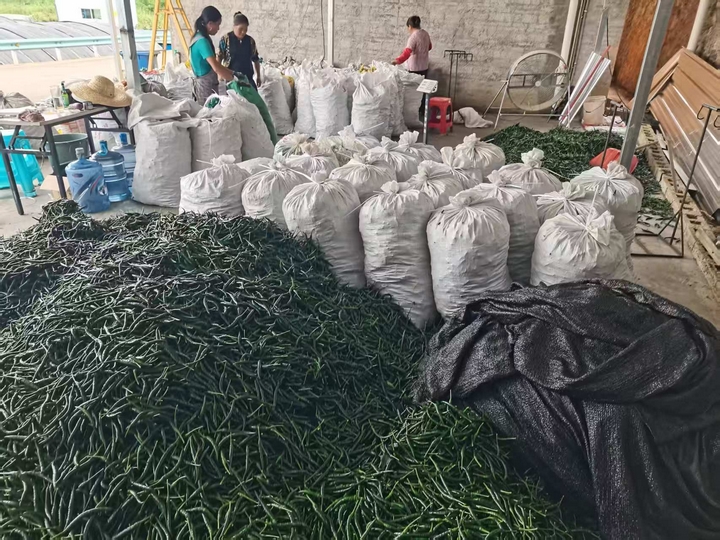 村民们将小山椒运往收购点分装。