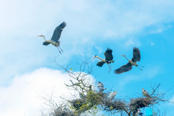 白螺坝苍鹭。刘廷明 摄.jpg