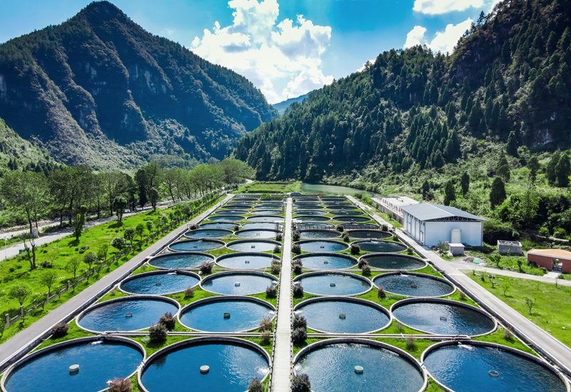 德旺乡冷水鱼养殖基地。