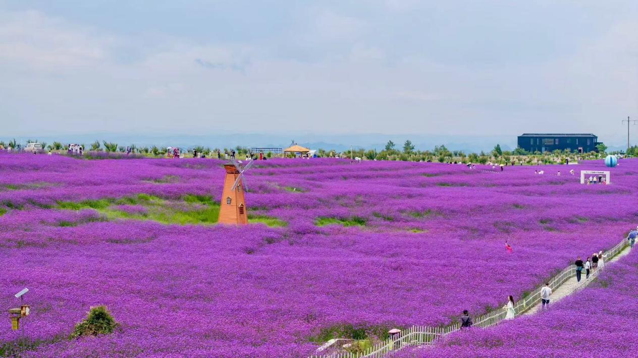 石门锦绣田园花海。贵阳花溪旅游文化开发有限公司供图