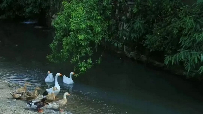 高山深处的“静”界。