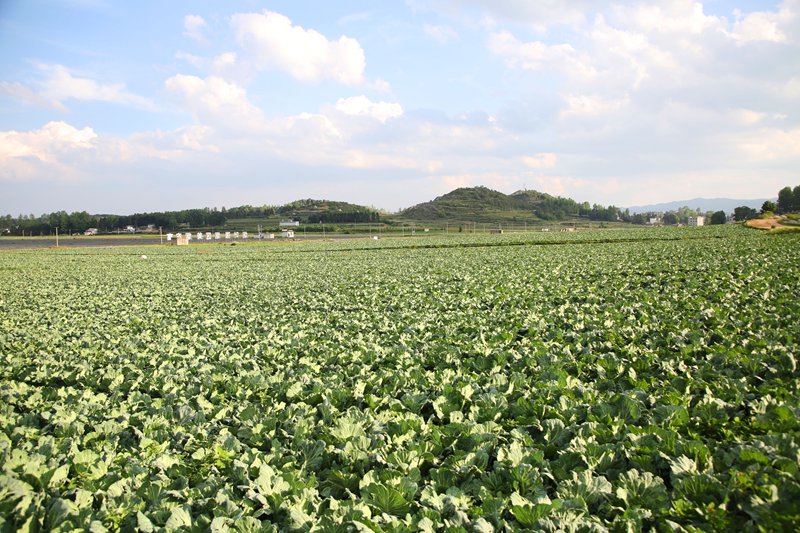 草海镇卯关村长势良好的蔬菜基地一角。