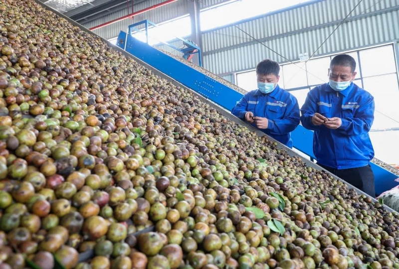 贵州玉屏:粤黔协作助力茶油“进军”国际市场。