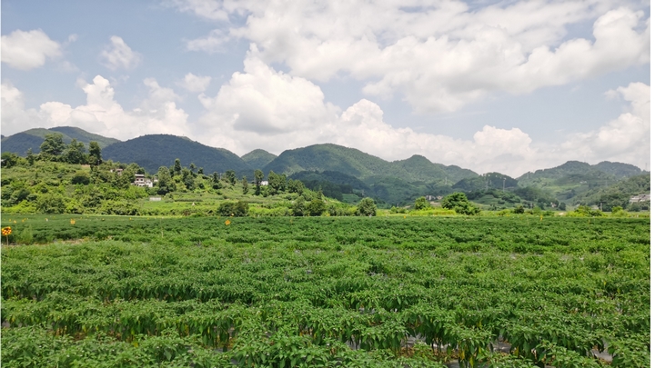 辣椒種植基地。.jpg