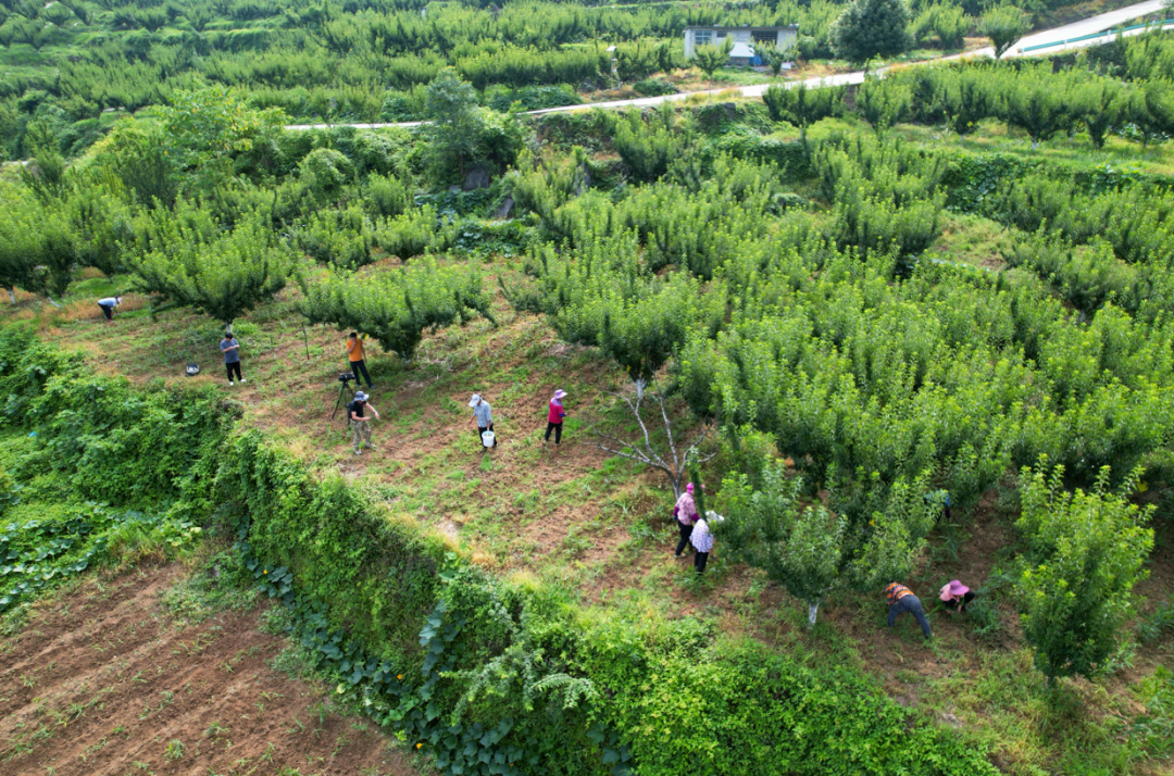 黄金村村民在管护生姜。