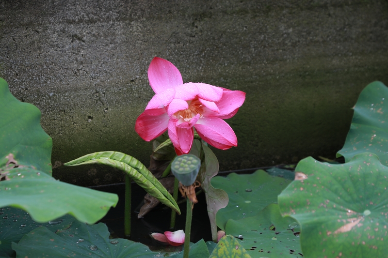 雨后的荷花娇艳欲滴。
