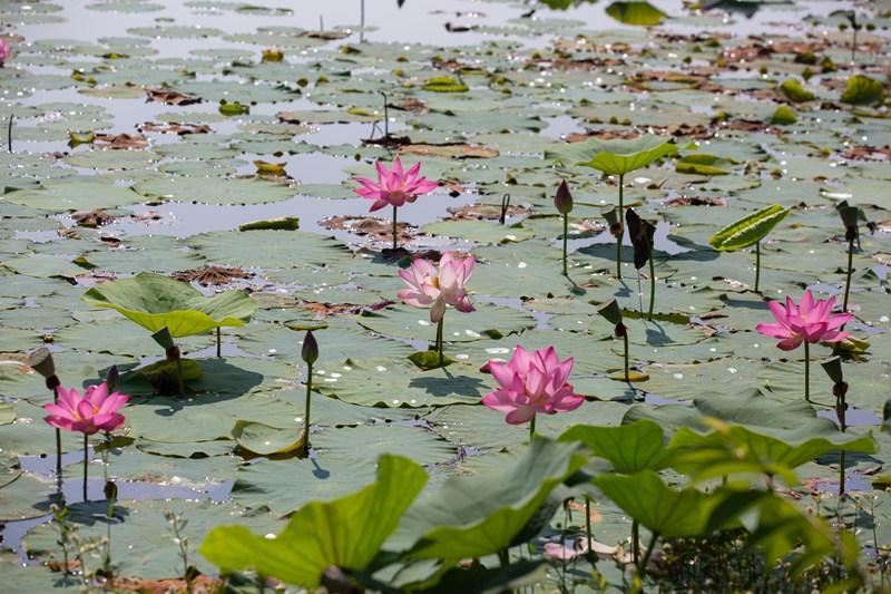 七星关区金海湖湿地公园。