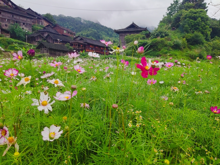 花海乌东。