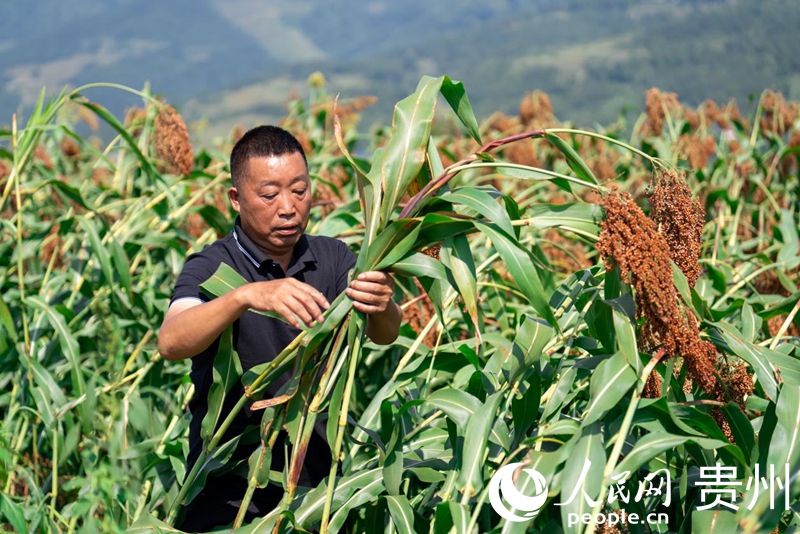 杨智春通过捆绑高粱茎秆的方式，防止倒伏。人民网记者 涂敏摄
