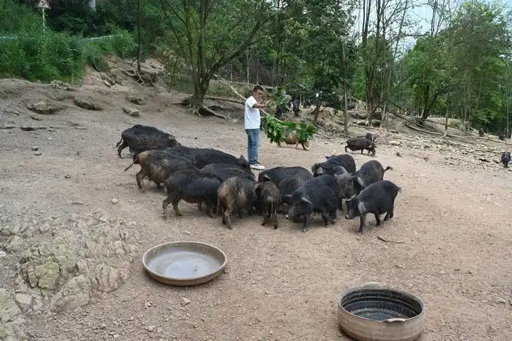 给藏香猪喂草料。