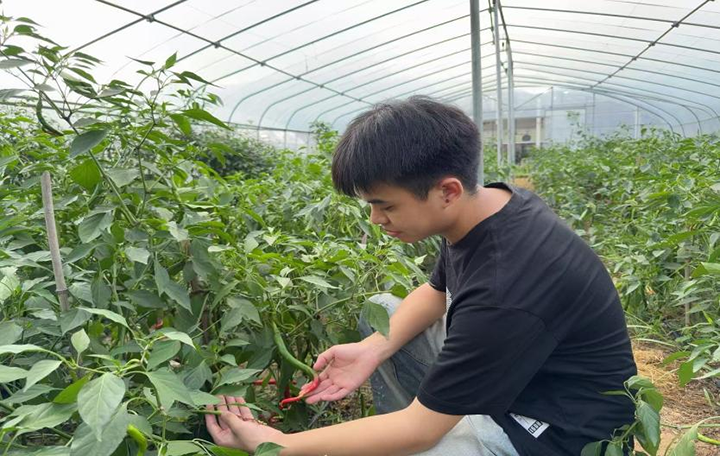 铜仁职业技术大学:科技赋能农业 青春守护“贵辣”。