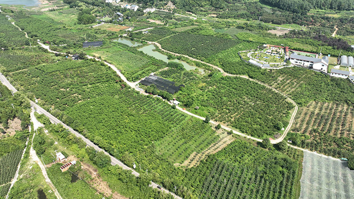 清鎮市紅楓湖鎮大沖村玉島紅楓生態種植園航拍圖。陸勁鬆攝