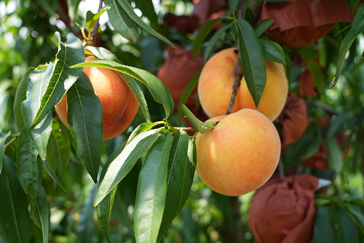 玉島紅楓生態種植園的黃桃。趙天翔攝