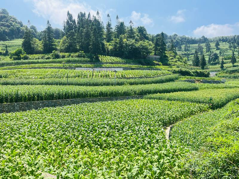 在后山乡白云村烤烟种植基地，漫山遍野的烟株枝繁叶茂。