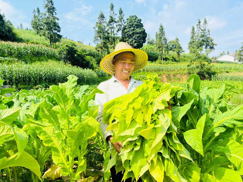 烟农门正在进行采摘、捆扎。