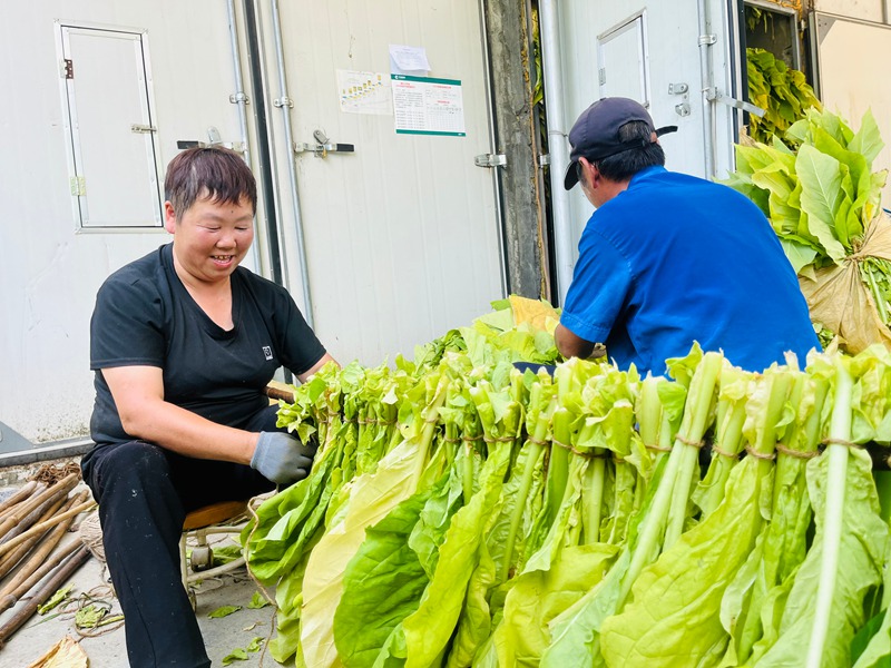村民正在进行烤烟编竿工作。
