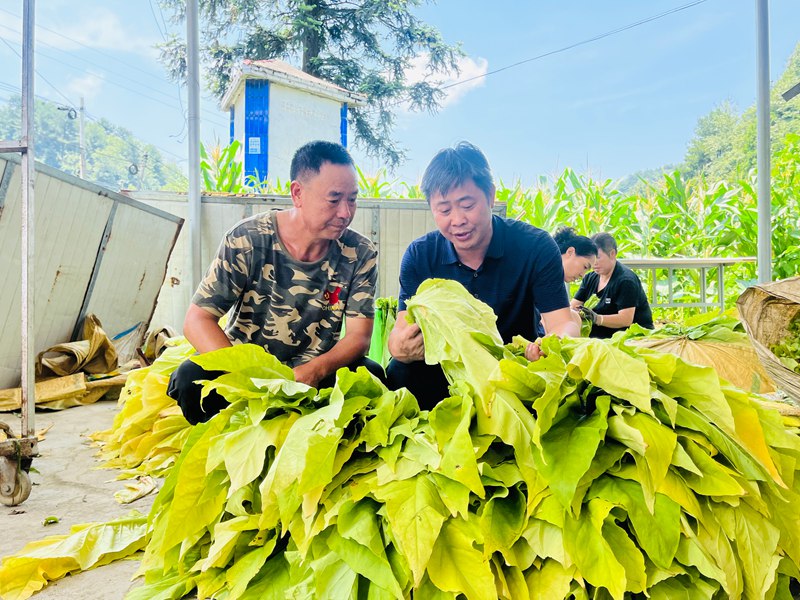 当地派驻的技术员向烟农细致讲解烘烤要点。