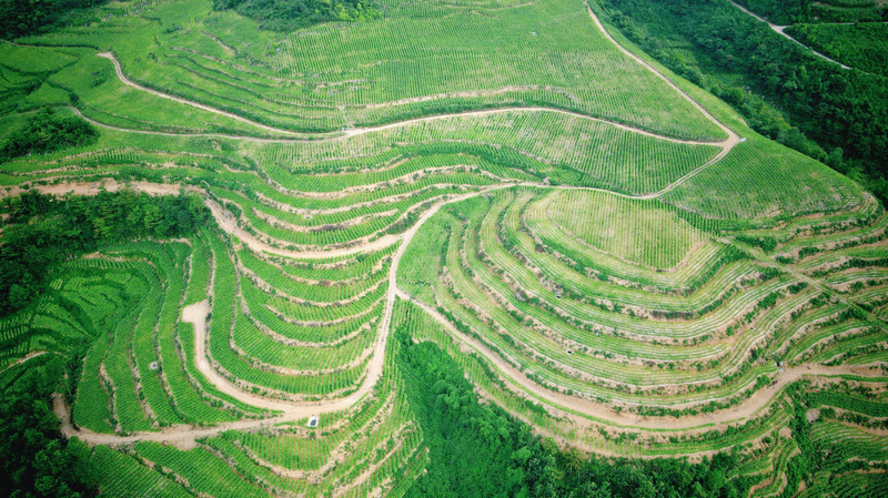 蜜甜香型烟叶生产基地。