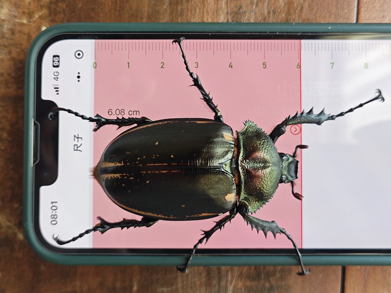 瀕危陽彩臂金龜雌性個體。