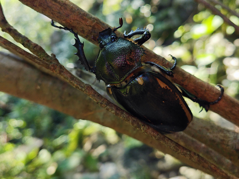 瀕危陽彩臂金龜雌性個體。
