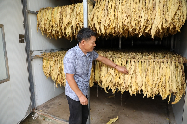 赫章县可乐乡村民在看望烤房里的烤烟（周灵君 摄