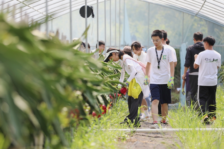 來自上海的孩子在家長的陪同下體驗採摘火龍果。