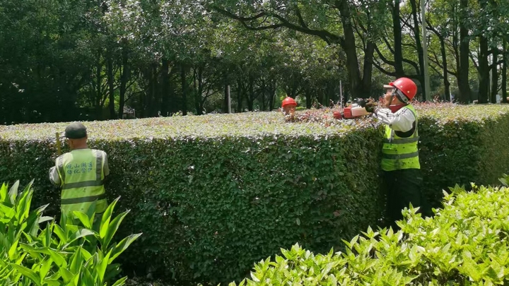 维护道路绿化景观。.jpg