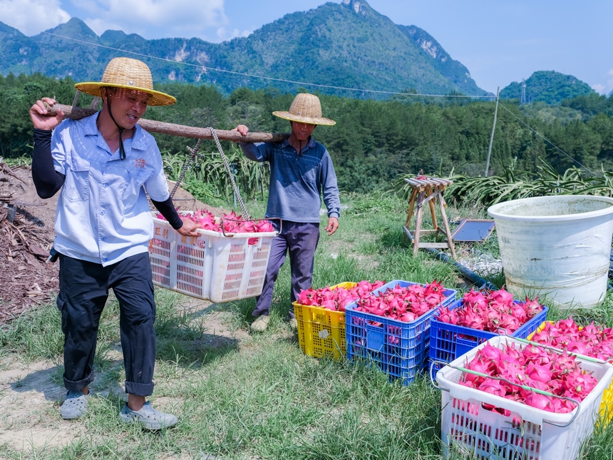 村民在采摘火龙果。